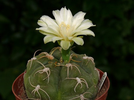 Gymnocalycium denudatum